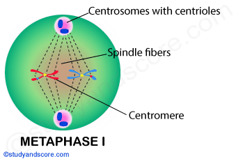 metaphase, mitosis, mitotic cell division, meiosis 1